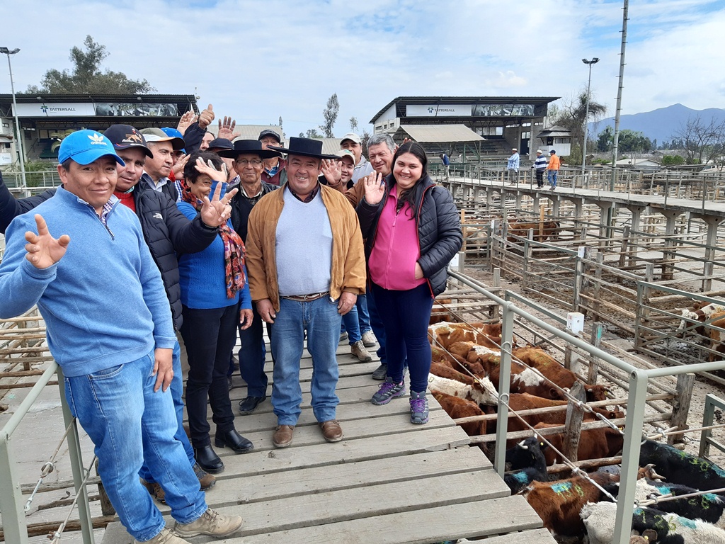 PROVINCIA: Ganaderos de San Esteban y Calle Larga participan en exitoso remate de bovinos