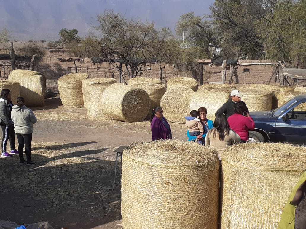 PUTAENDO: Crianceros de Putaendo reciben alimento para su ganado gestionado por diputados Flores y Verdessi (DC)