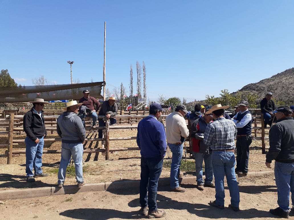 CALLE LARGA: 27 ganaderos de la comuna viajan por segunda vez a Melipilla a Feria Ganadera