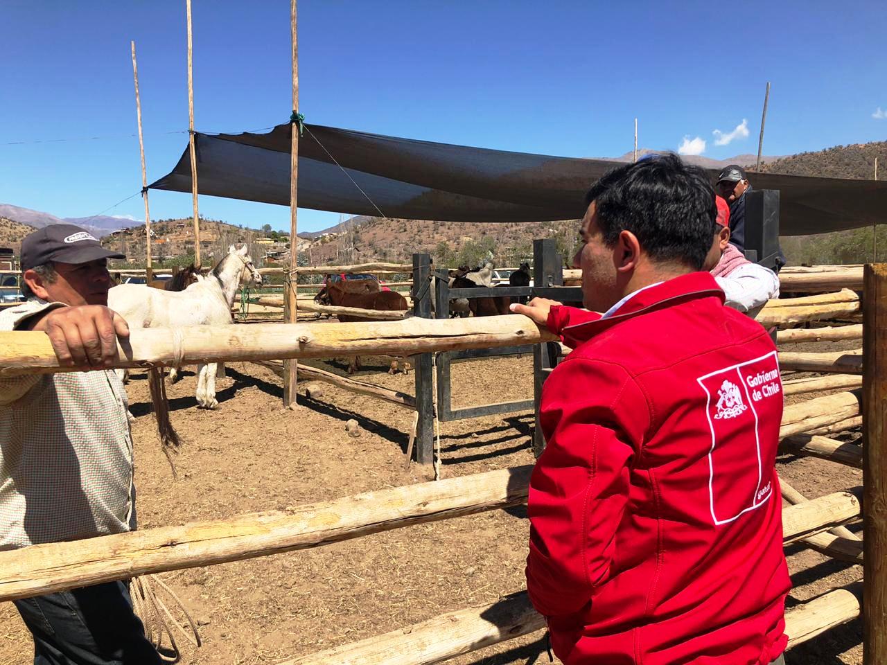 CALLE LARGA: Gobernador de Los Andes lidera gestión de apoyo entre empresa privada y ganaderos