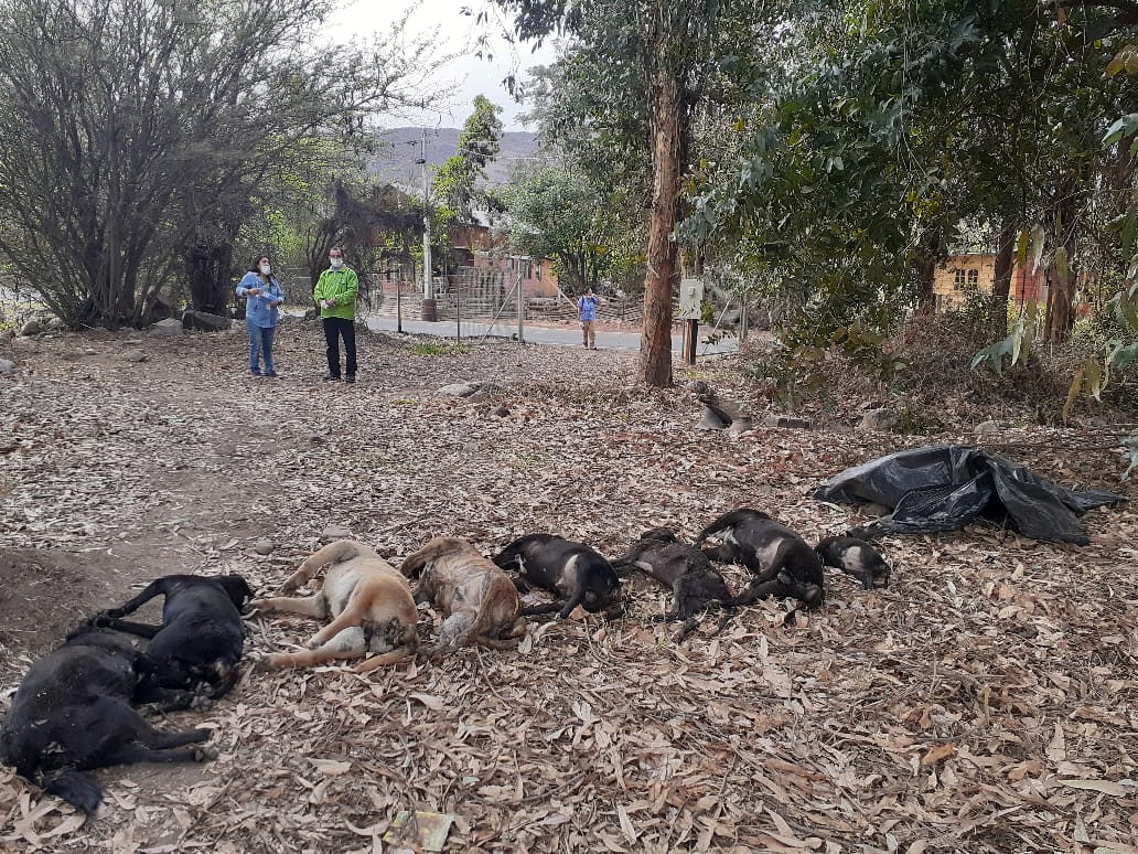 CALLE LARGA: Municipio presenta Querella Criminal por Masiva Matanza de Perros