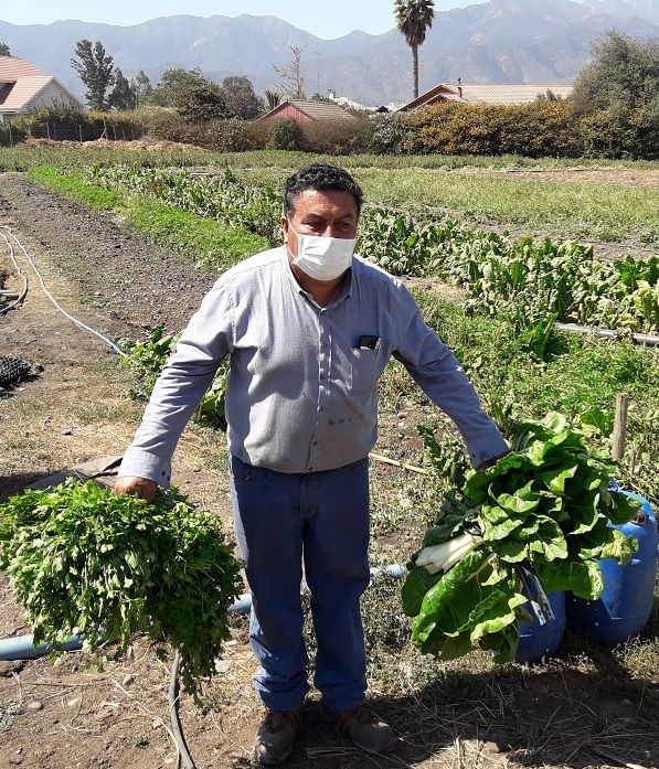 REGIÓN: Agricultores de la región podrán contar con  plataforma web con recomendaciones para el sector ante el COVID-19
