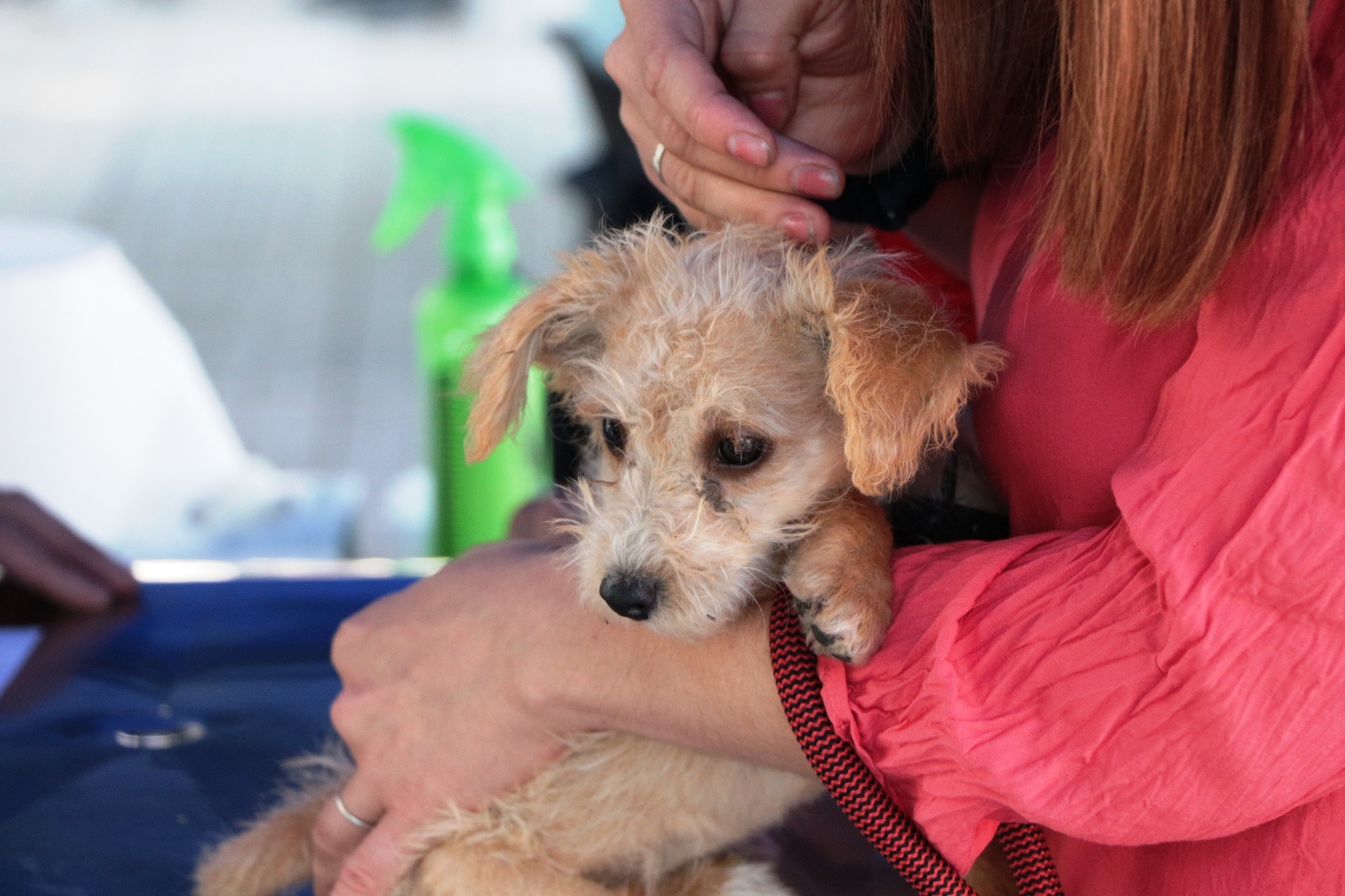 SAN FELIPE: Municipio inició campaña de adopción de mascotas abandonadas