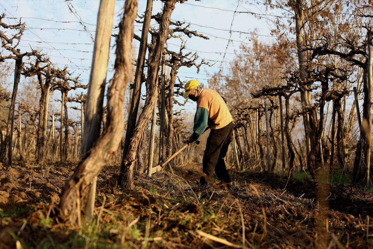 ACONCAGUA: Productores de uva de mesa del valle de Aconcagua reciben aporte para enfrentar sequía y crisis sanitaria