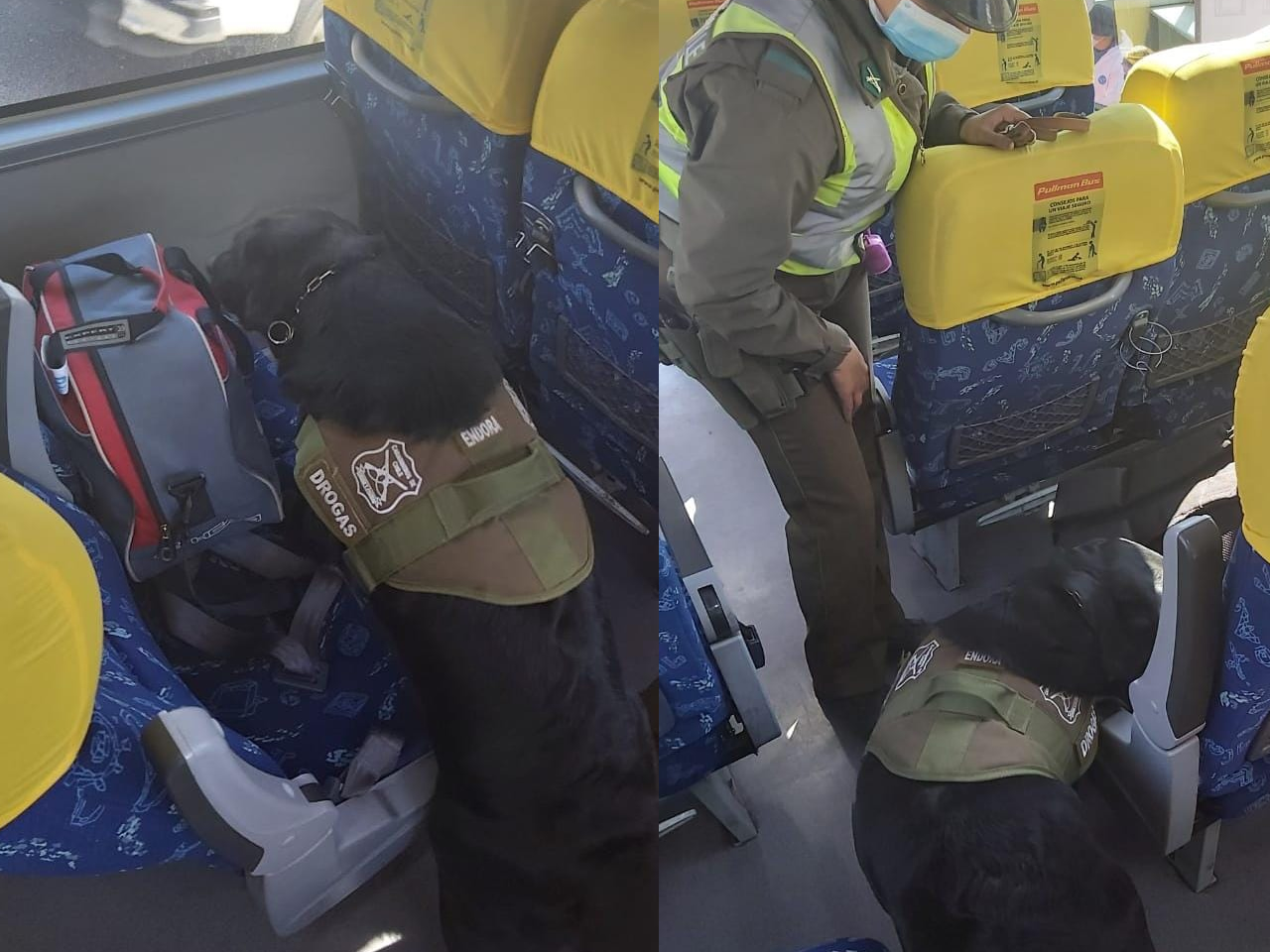 RINCONADA: Olfato de perro detector de droga delató a pasajero que transportaba un frasco con marihuana en un bus