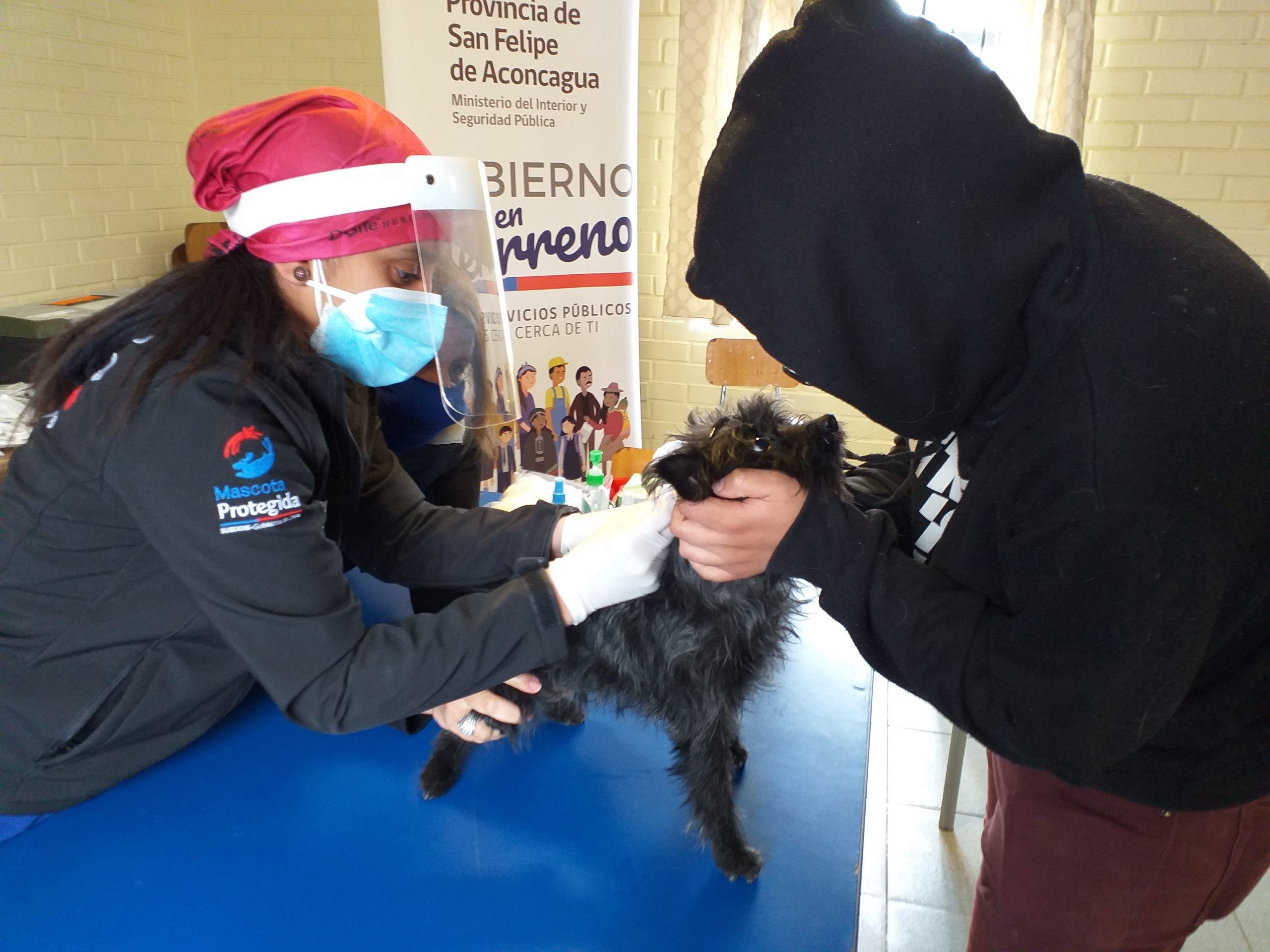 SAN FELIPE: Programa Veterinario en Terreno ofrece desparasitación  y microchip de identificación para cerca de 2 mil mascotas