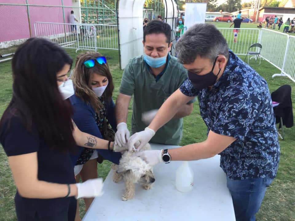 CALLE LARGA: Ciento cincuenta mascotas fueron atendidas en masivo operativo veterinario realizado en el Estadio Municipal
