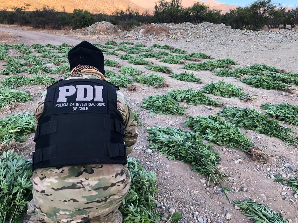 POLICIAL: Brigada Antinarcoticos de Los Andes incautó más de 4mil 400 plantas de Marihuana en la Provincia de Petorca