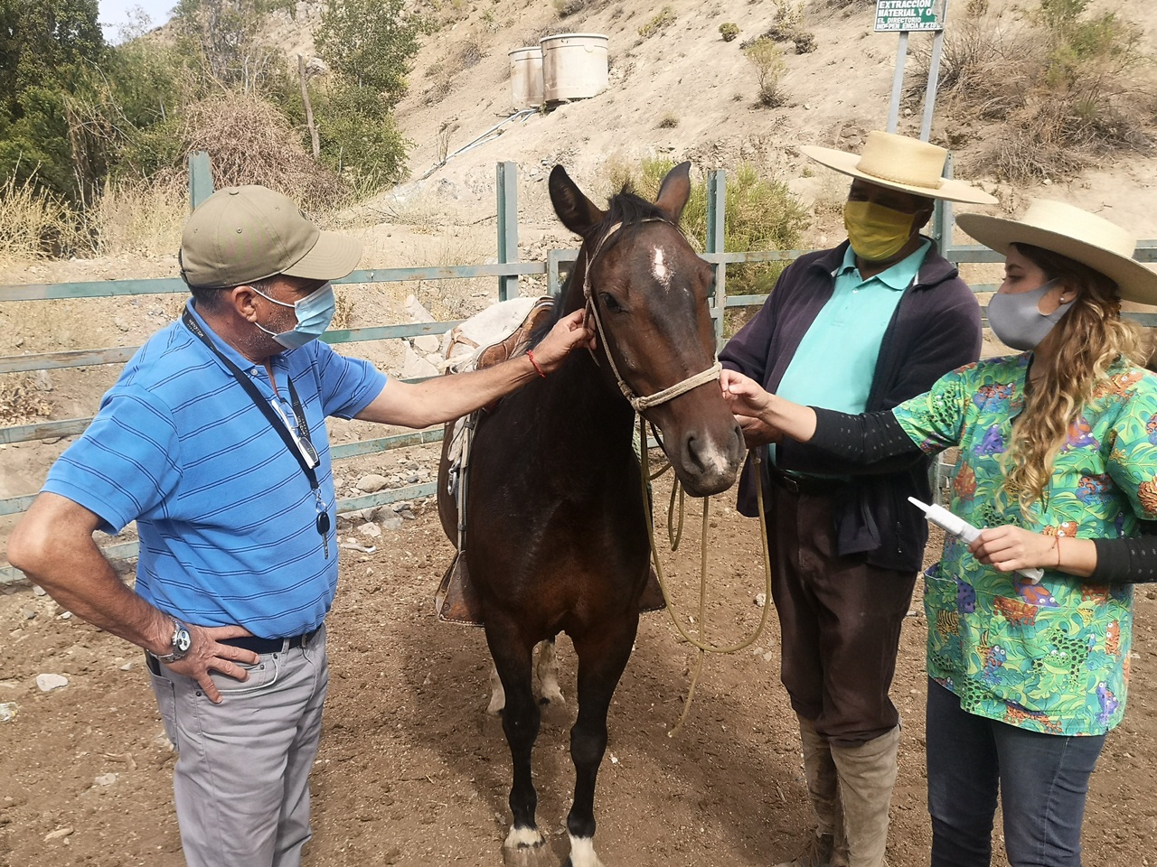 SAN ESTEBAN: Con más de 2 mil mascotas y 250 equinos atendidos finalizan operativos veterinarios realizados en toda la comuna