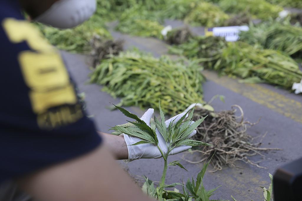 POLICIAL: [VIDEO] PDI Los Andes incauta cerca de 6 mil 500 plantas de cannabis sativa en operativos en la zona