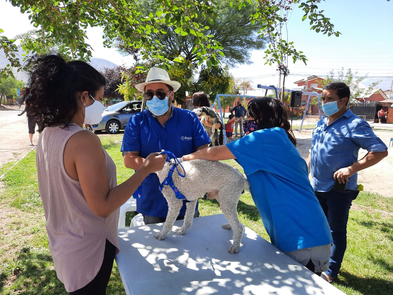 LOS ANDES: Inician campaña para desparasitación de mascotas denominada “Mi Mascota, Mi Compromiso”