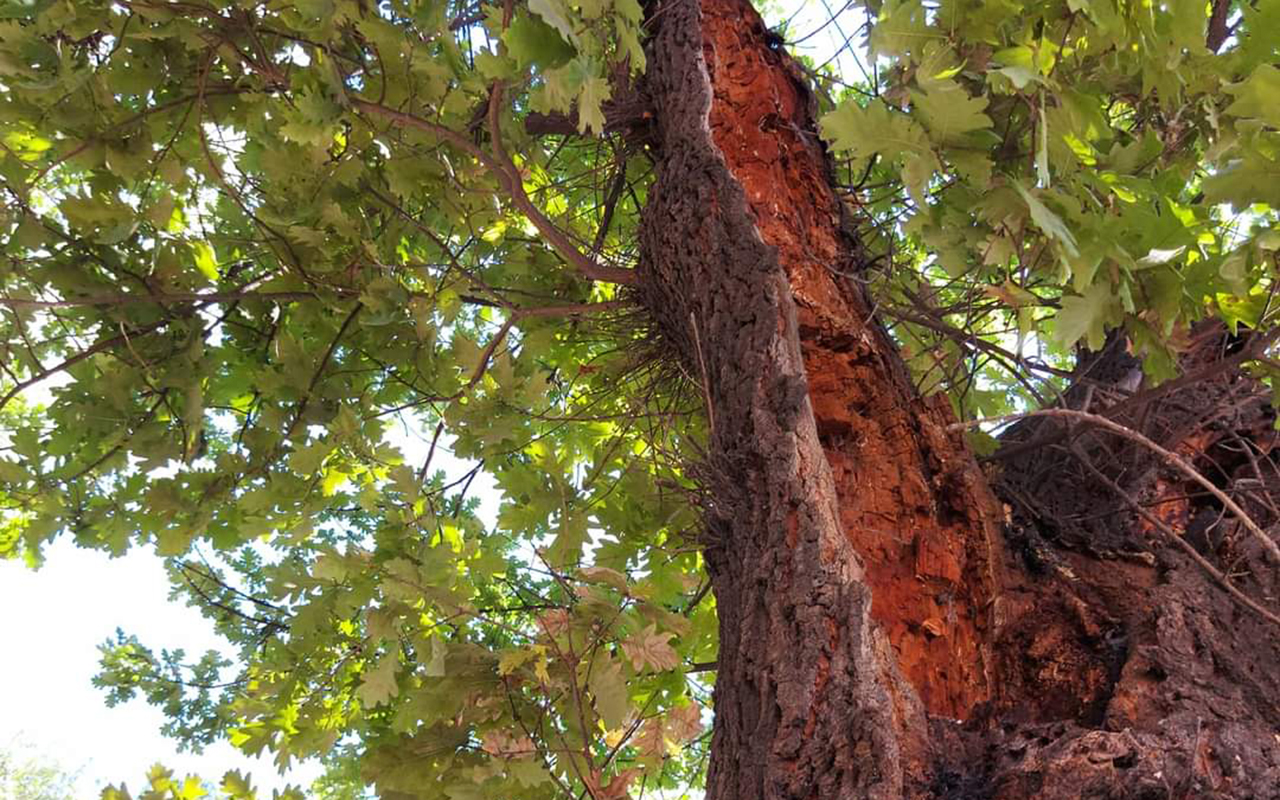 SAN FELIPE: Municipio sigue realizando tala preventiva de árboles que representan riesgo de caída en diferentes puntos de la comuna