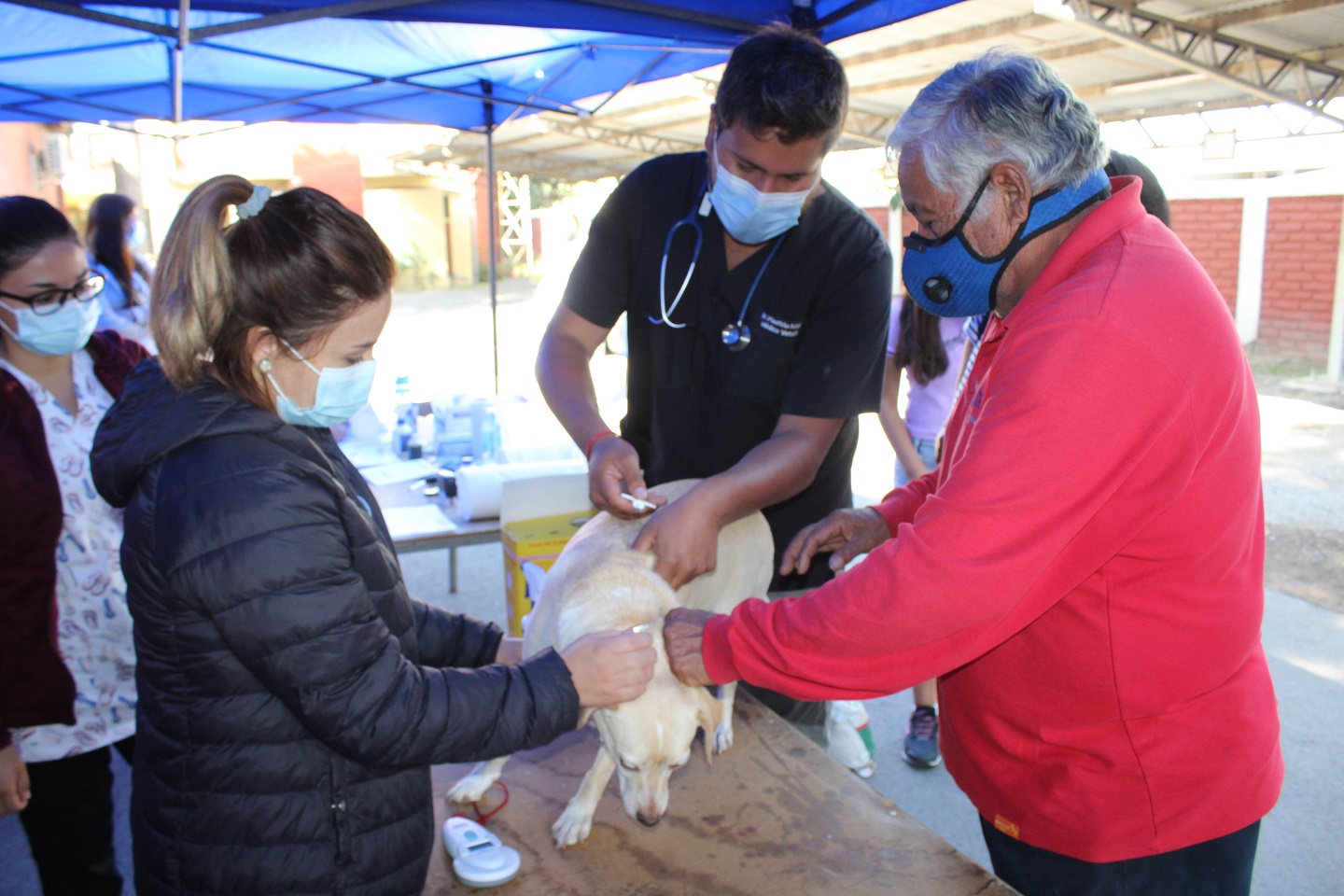 LLAY LLAY: Municipio realizará mil esterilizaciones de mascotas durante el segundo semestre de este año 2021