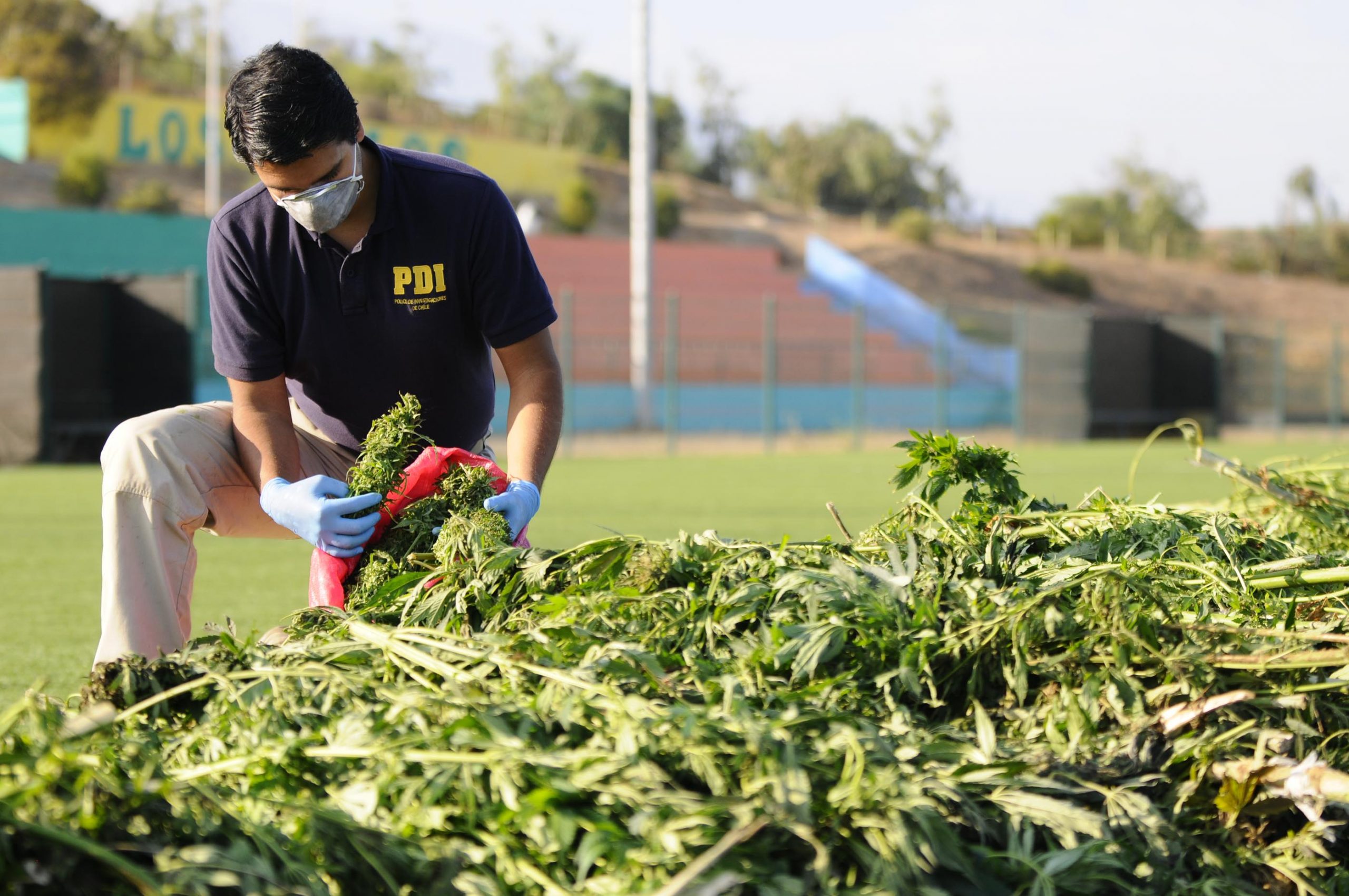 POLICIAL: PDI de San Felipe detiene a sujeto que cultivaba marihuana en un Fundo