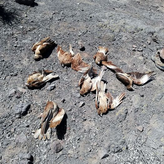 LOS ANDES: Denuncian Matanza de Tiuques en Cerro Quicalcura (Cerro de la Virgen) «SAG sostiene que las aves presentan heridas de perdigones»