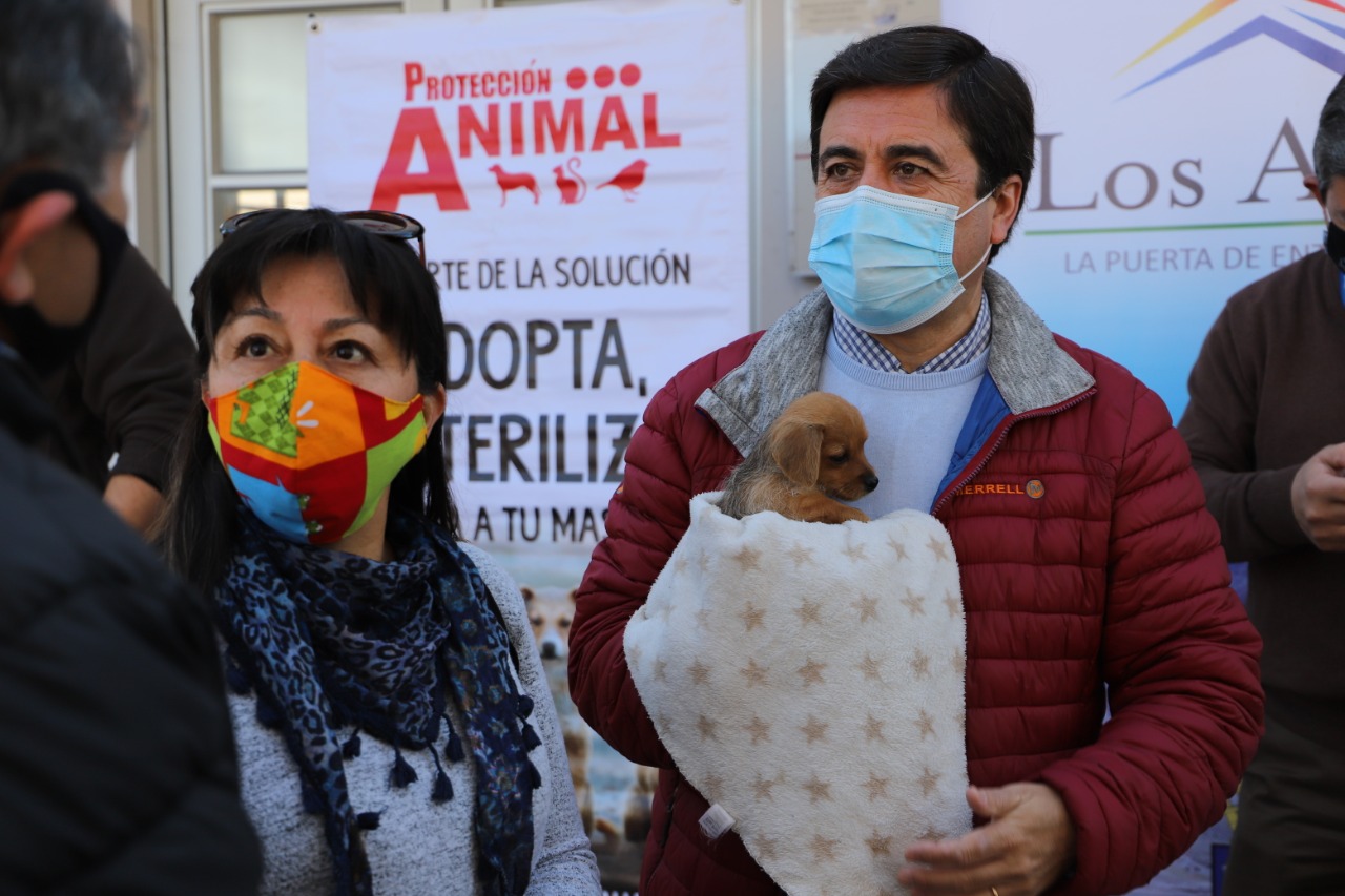 MASCOTA PROTEGIDA: Los Andes será parte de estudio nacional de población canina, felina y tenencia responsable