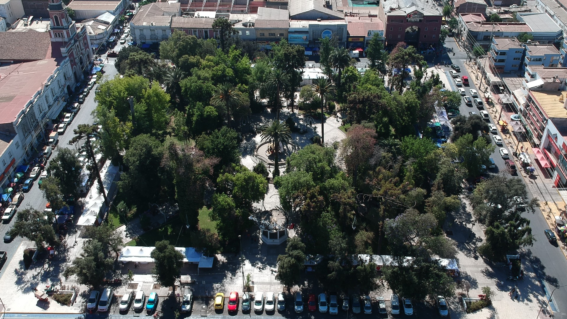 SAN FELIPE: Baja considerable de la napa subterránea genera debilitamiento de árboles de la Plaza de Armas