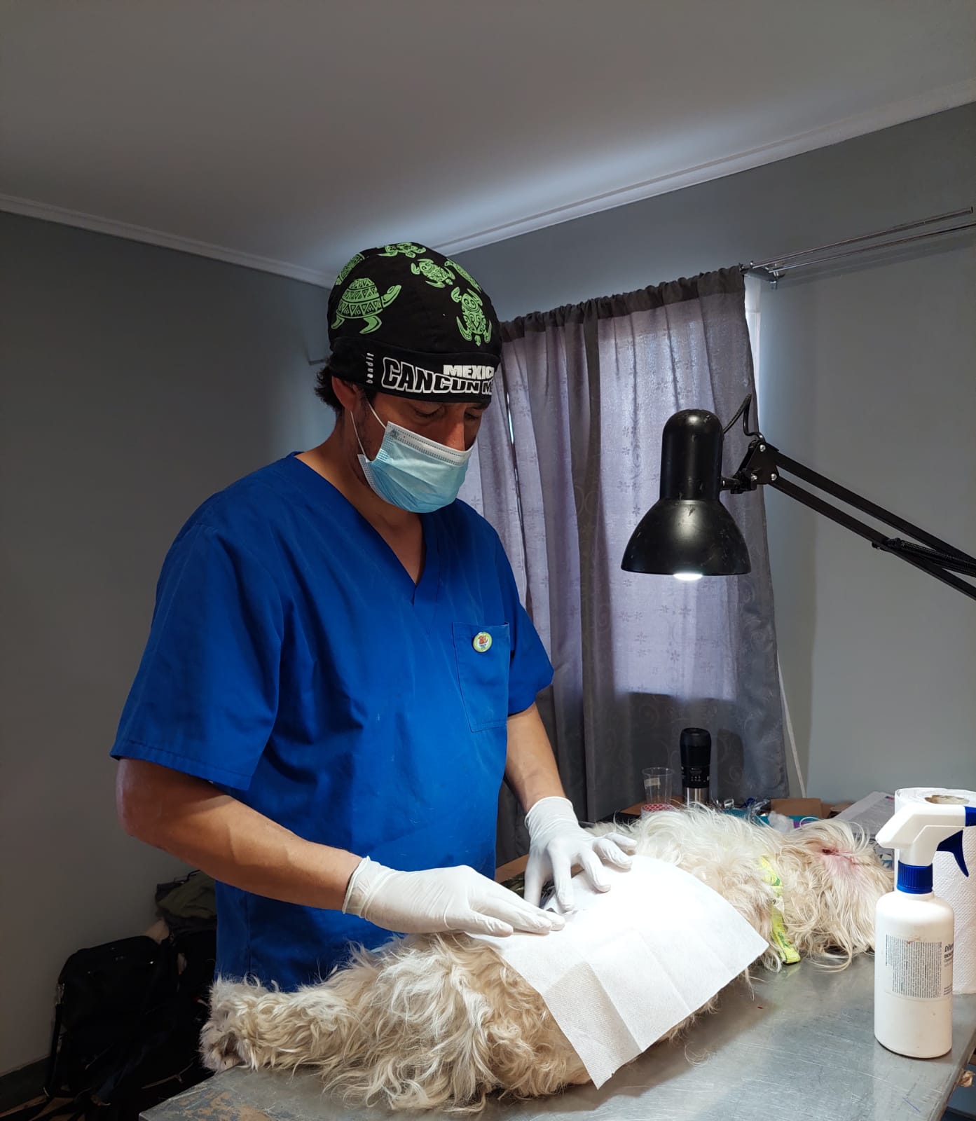 LOS ANDES: Cerca de 250 mascotas ha logrado esterilizar la agrupación “Animalistas al Rescate”