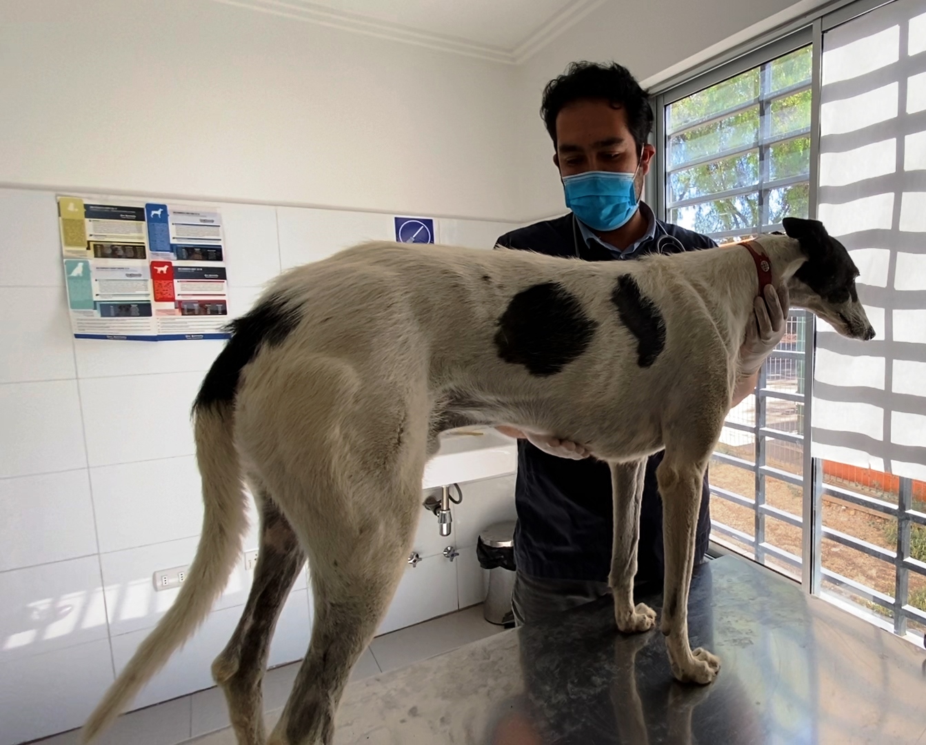 LOS ANDES:  Clínica veterinaria municipal entrega recomendaciones para tus mascotas en este verano frente a las altas temperaturas