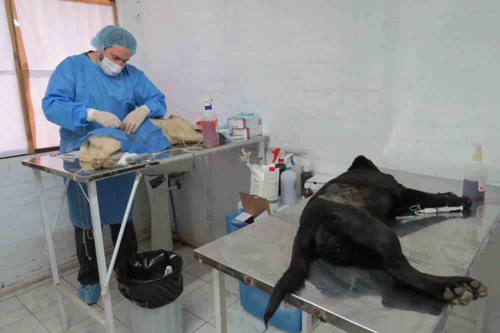 SAN ESTEBAN:  Municipio de San Esteban dará inicio este martes a los operativos gratuitos de esterilización de mascotas en el sector de Río Colorado
