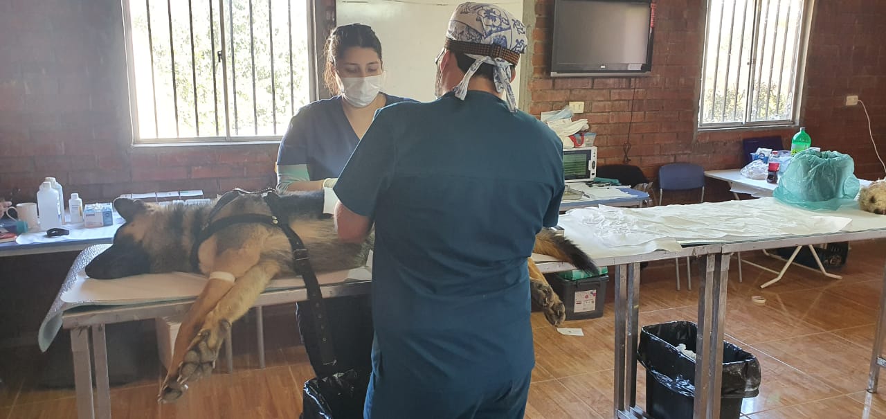 SAN ESTEBAN:  170 mascotas han sido intervenidas exitosamente en los  operativos gratuitos de esterilización de San Esteban