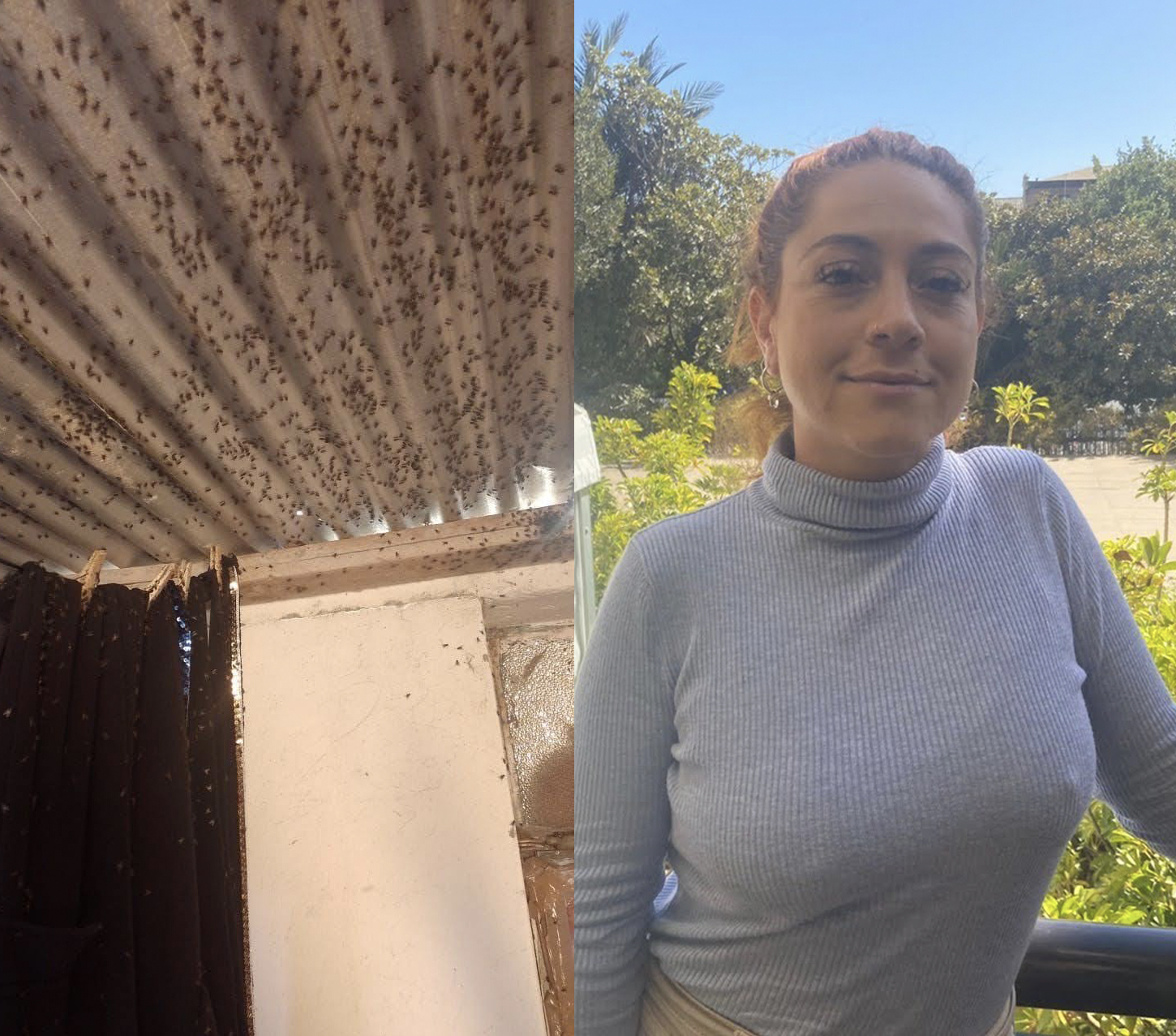 PANQUEHUE: Diputada Francisca Bello enciende las alarmas por plaga de moscas al interior de casas en Panquehue