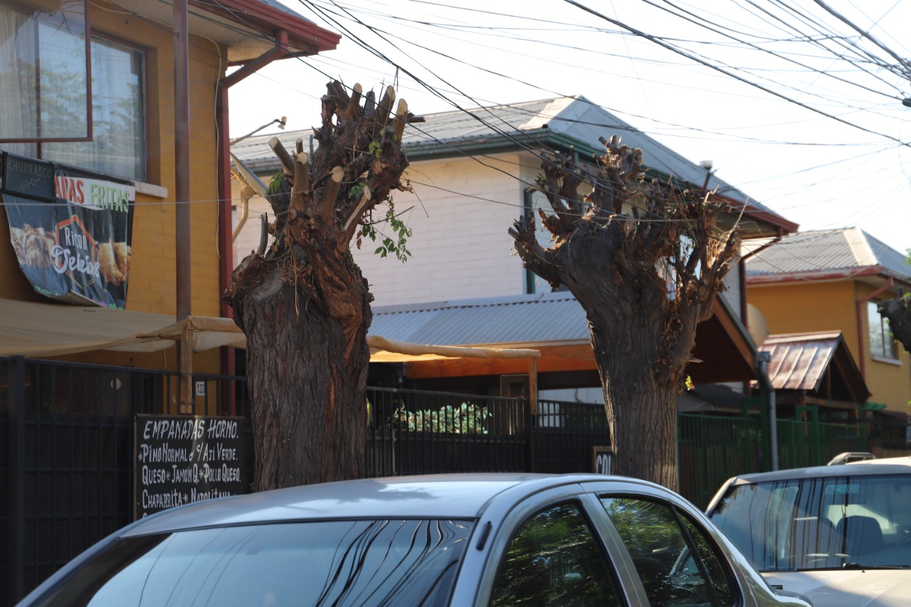 LOS ANDES:  Municipio de Los Andes invita a vecinos hacer buen manejo de podas de árboles