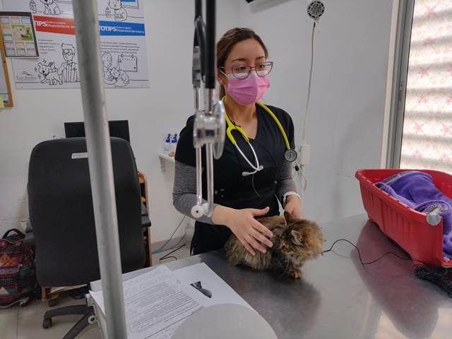 LOS ANDES: Veterinaria Municipal informa acerca de los beneficios de la esterilización en mascotas
