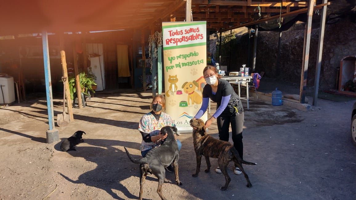 LOS ANDES: Veterinaria Municipal de Los Andes desarrolla esterilizaciones gratuitas enfocadas en animales abandonados