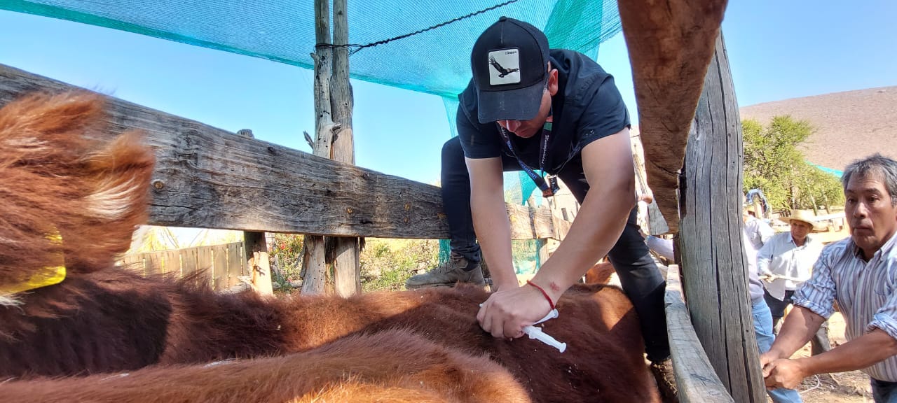 SAN ESTEBAN:  Equipo de Prodesal y de la Oficina agropecuaria de San Esteban atendieron a más de 200 vacunos en operativo gratuito