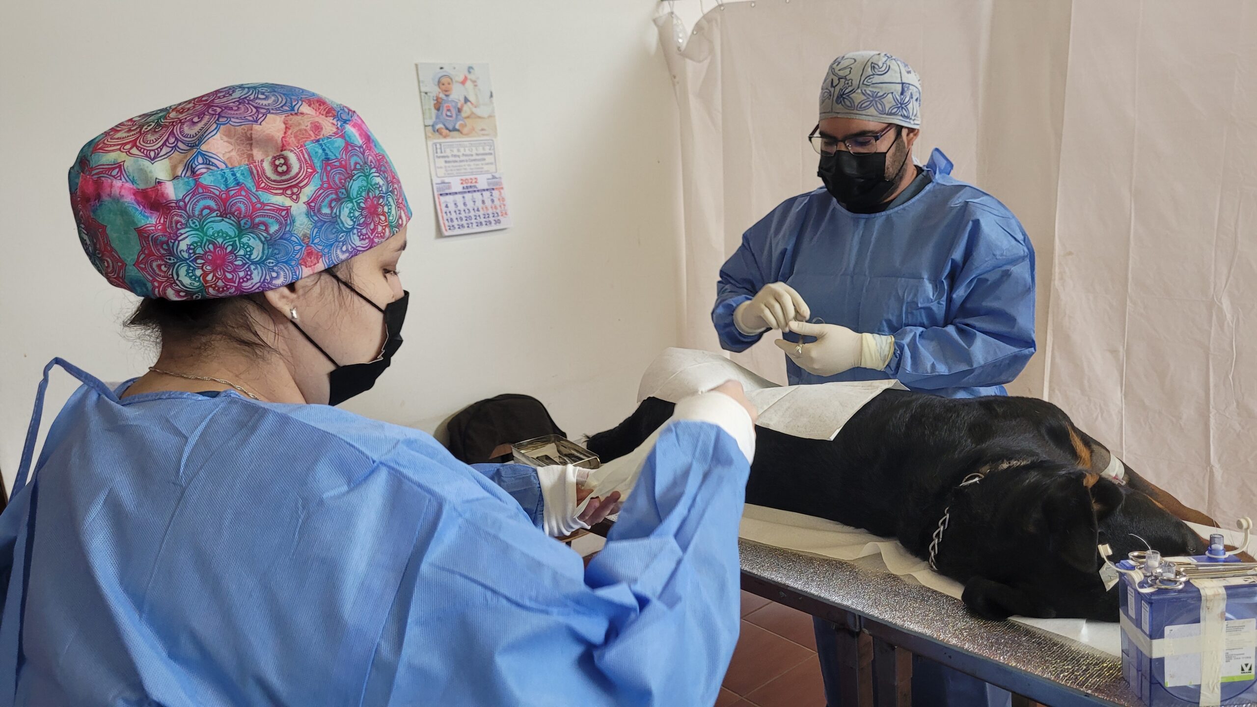 SAN ESTEBAN:  Concejo Municipal de San Esteban aprobó recursos para realizar 300 nuevas esterilizaciones de mascotas en la comuna