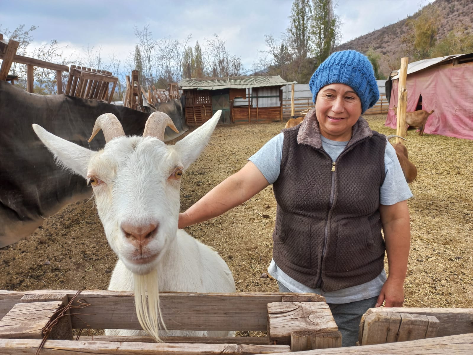 PUTAENDO: Agricultora de Putaendo se consolida con turismo rural y producción de quesos de “cabras felices”