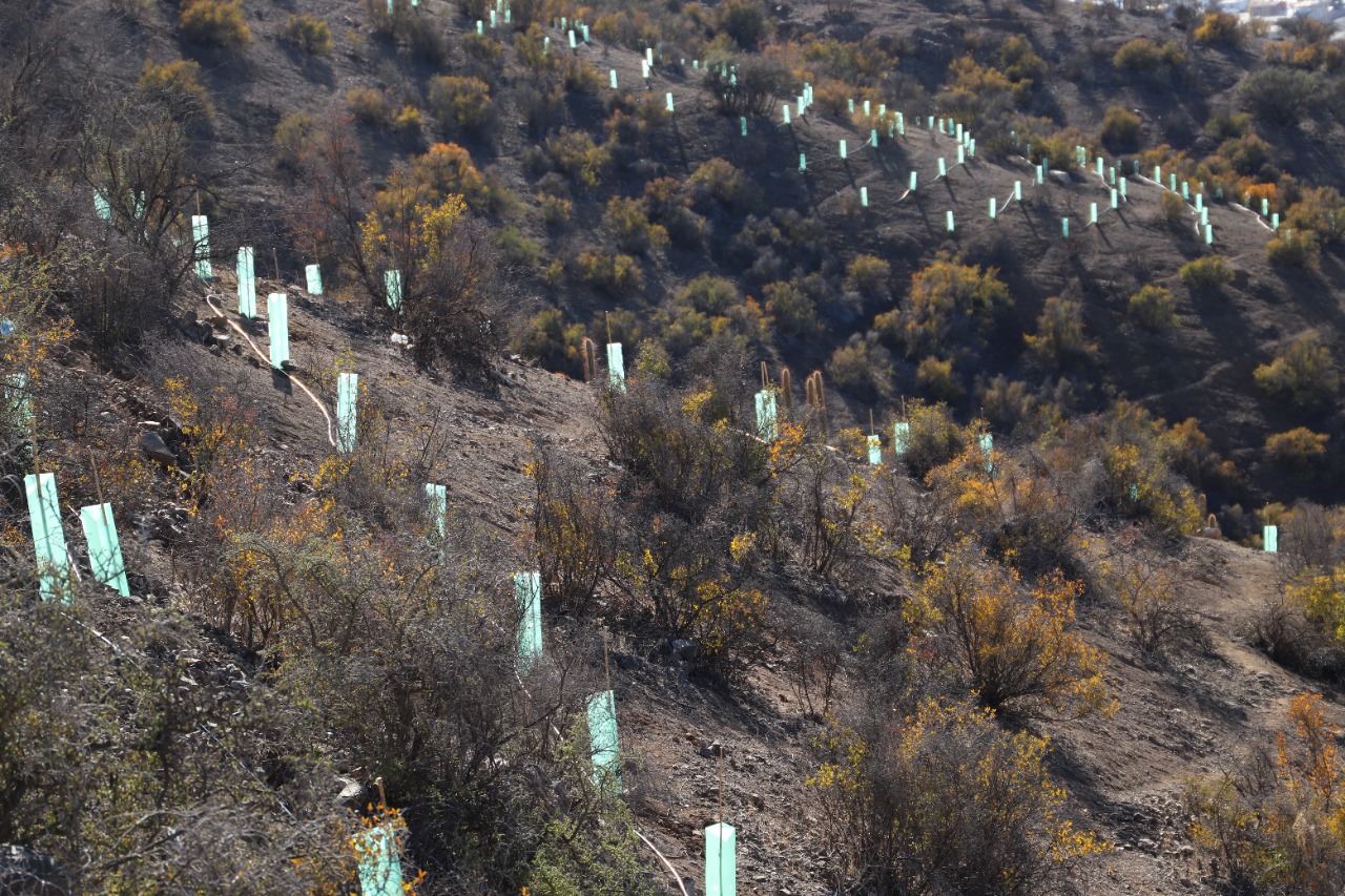LOS ANDES: Exitoso avance presenta proyecto de reforestación del Cerro de la Virgen