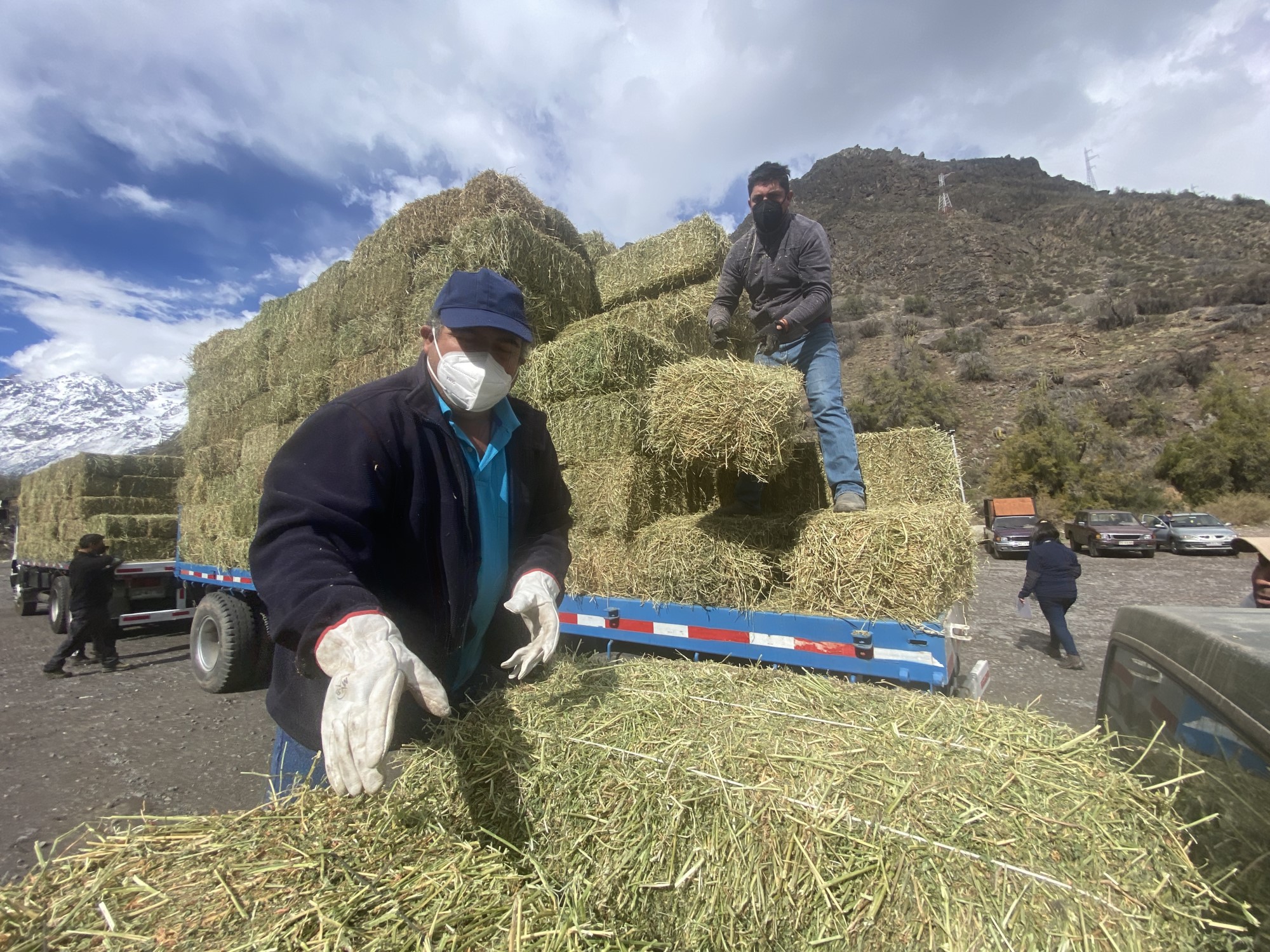 CODELCO:  Andina entrega forraje animal en apoyo de ganaderos de la provincia de Los Andes