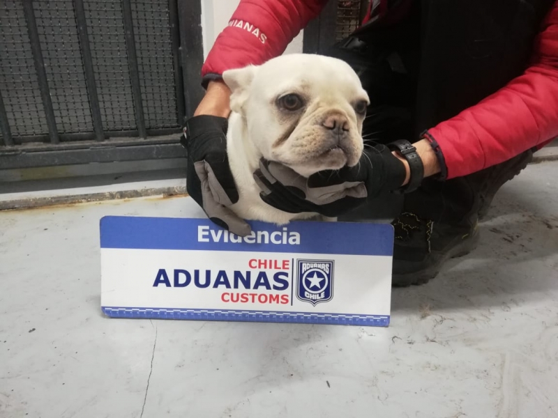 LOS LIBERTADORES: PDI logra condena por maltrato animal y contrabando aduanero