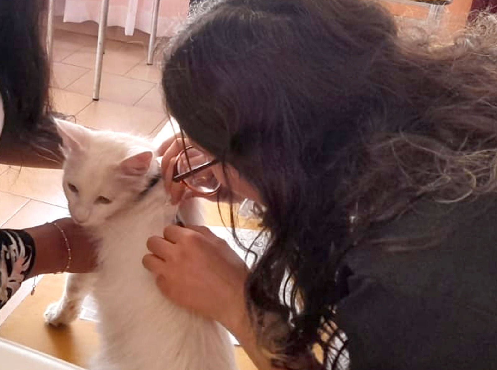 LOS ANDES: Municipio andino está realizando 31 operativos veterinarios para la implantación de microchip en mascotas