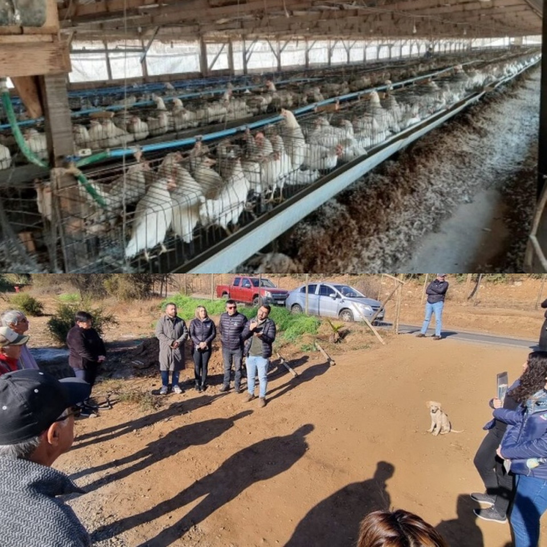 LLAY LLAY: Gracias a denuncia de vecinos y el apoyo del municipio de Llay Llay, SMA inicia proceso sancionatorio contra proyecto avícola por malos olores 