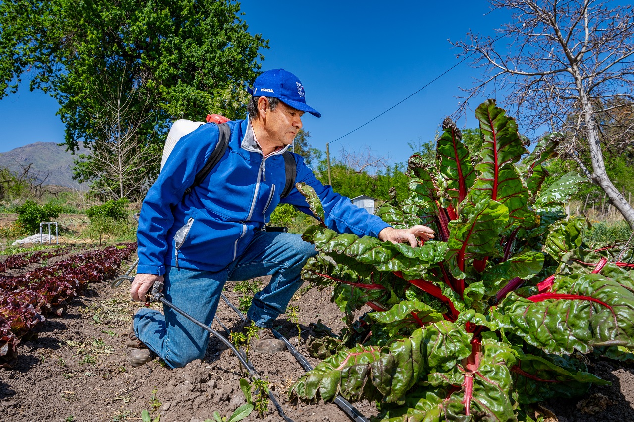 CALLE LARGA: Agricultor de Calle Larga mejora la tierra y combate plagas con sus propios Biopreparados