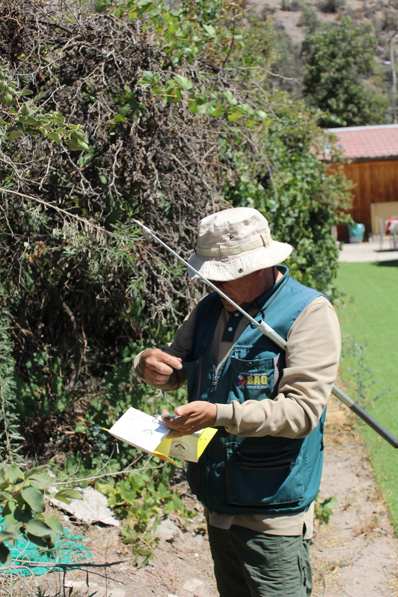 LOS ANDES: SAG informa brote de Mosca de la Fruta en Los Andes y San Esteban