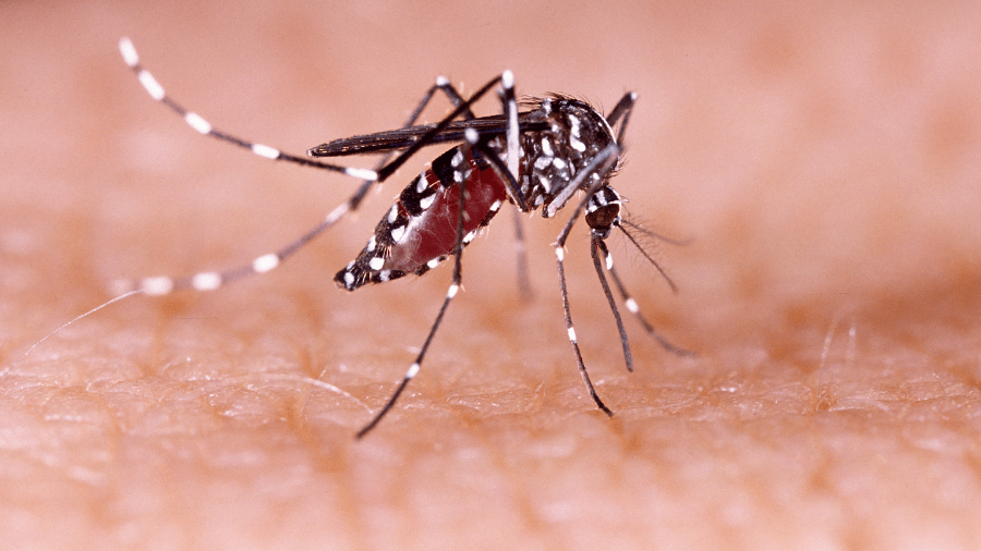 LOS ANDES: Declaran Alerta Amarilla provincial por presencia de zancudo Aedes Aegypti en Los Andes