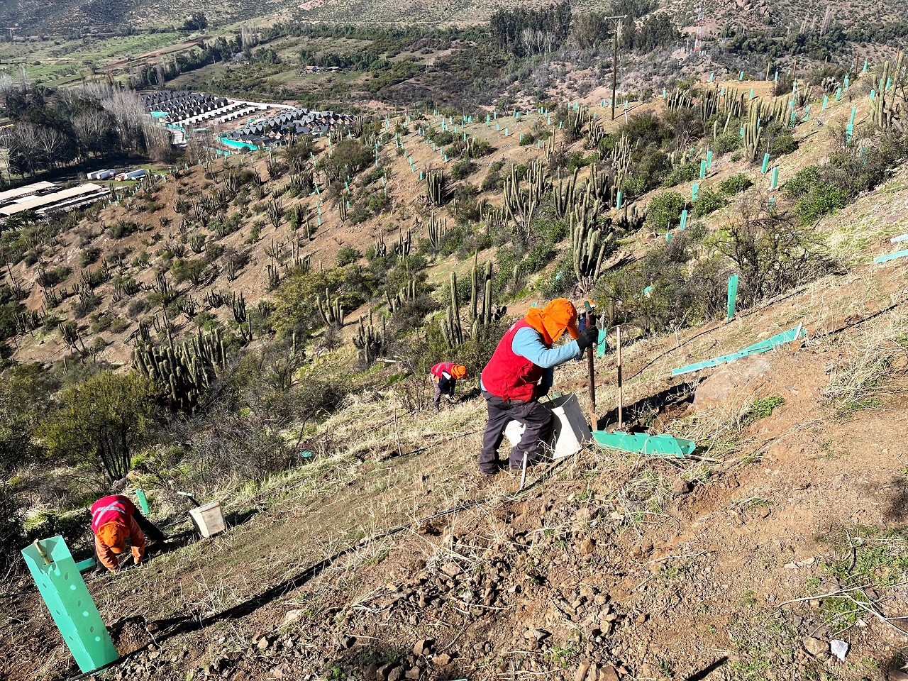 LOS ANDES: Municipalidad de Los Andes sigue plantando más de 1.500 árboles en el Cerro de la Virgen