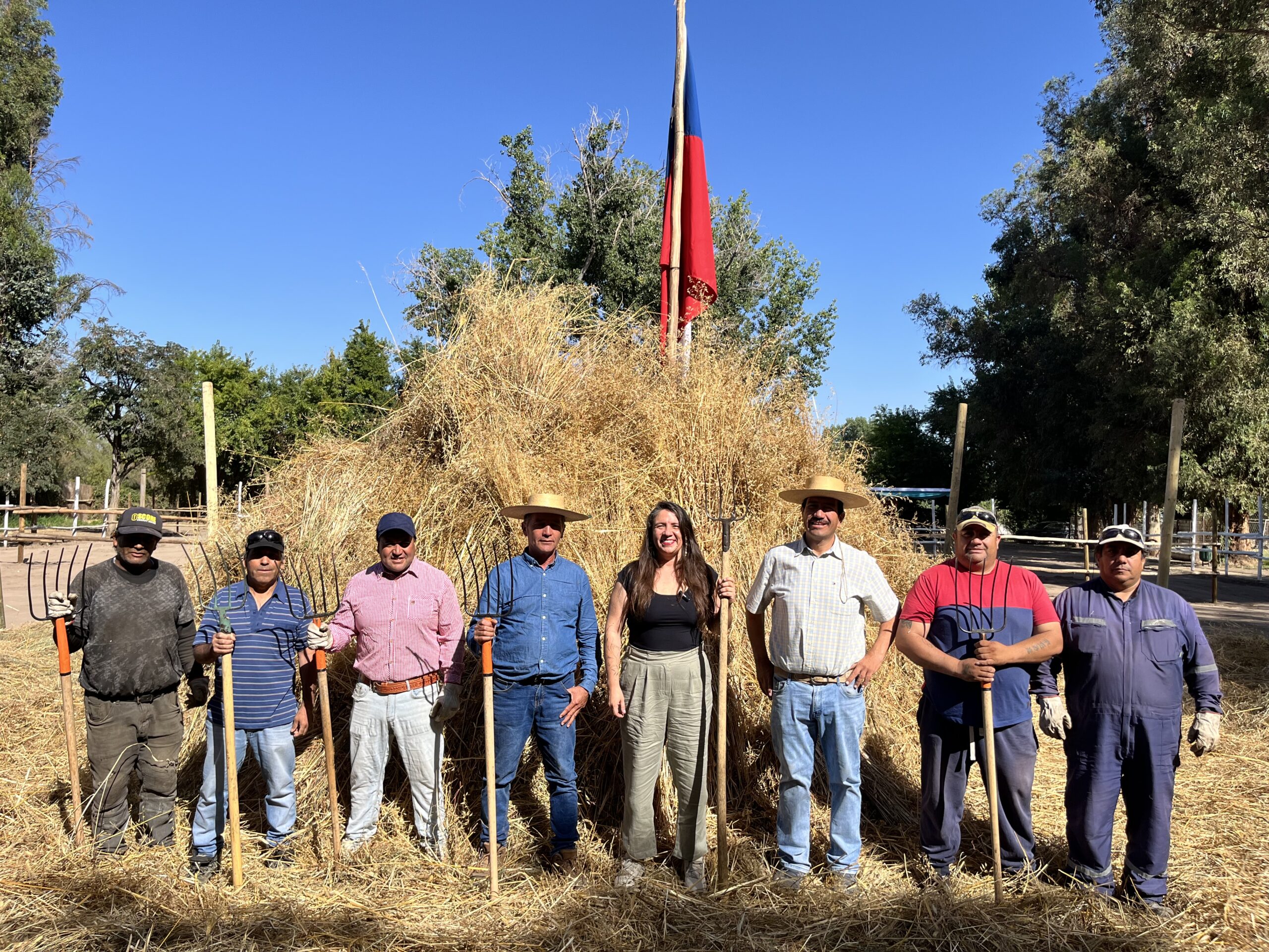 CALLE LARGA: Este fin de semana se realizará la tradicional Trilla a Yegua Suelta de Calle Larga
