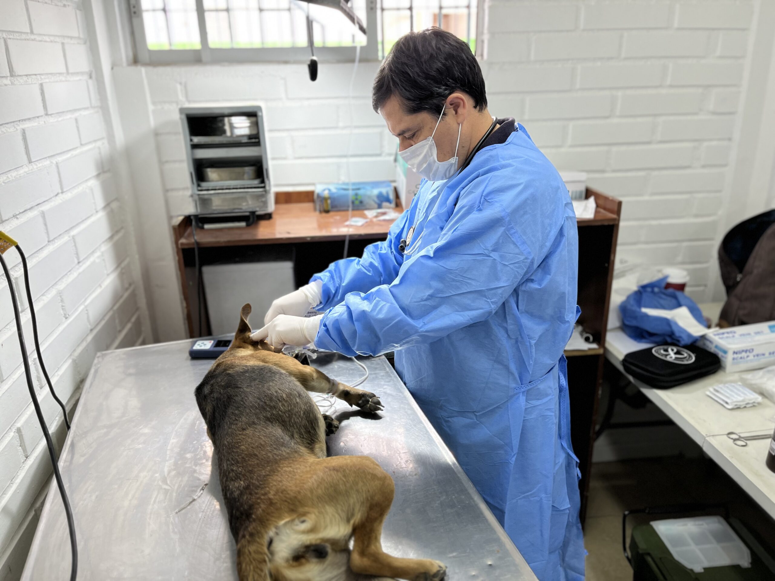 CALLE LARGA: Municipalidad de Calle Larga realizará 1.500 esterilizaciones de mascotas gracias a proyecto adjudicado en la SUBDERE