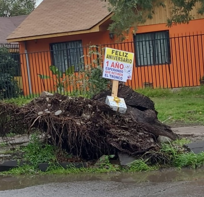 SAN FELIPE: Vecinos “celebran” con cartel el primer año de tronco abandonado en plena vereda