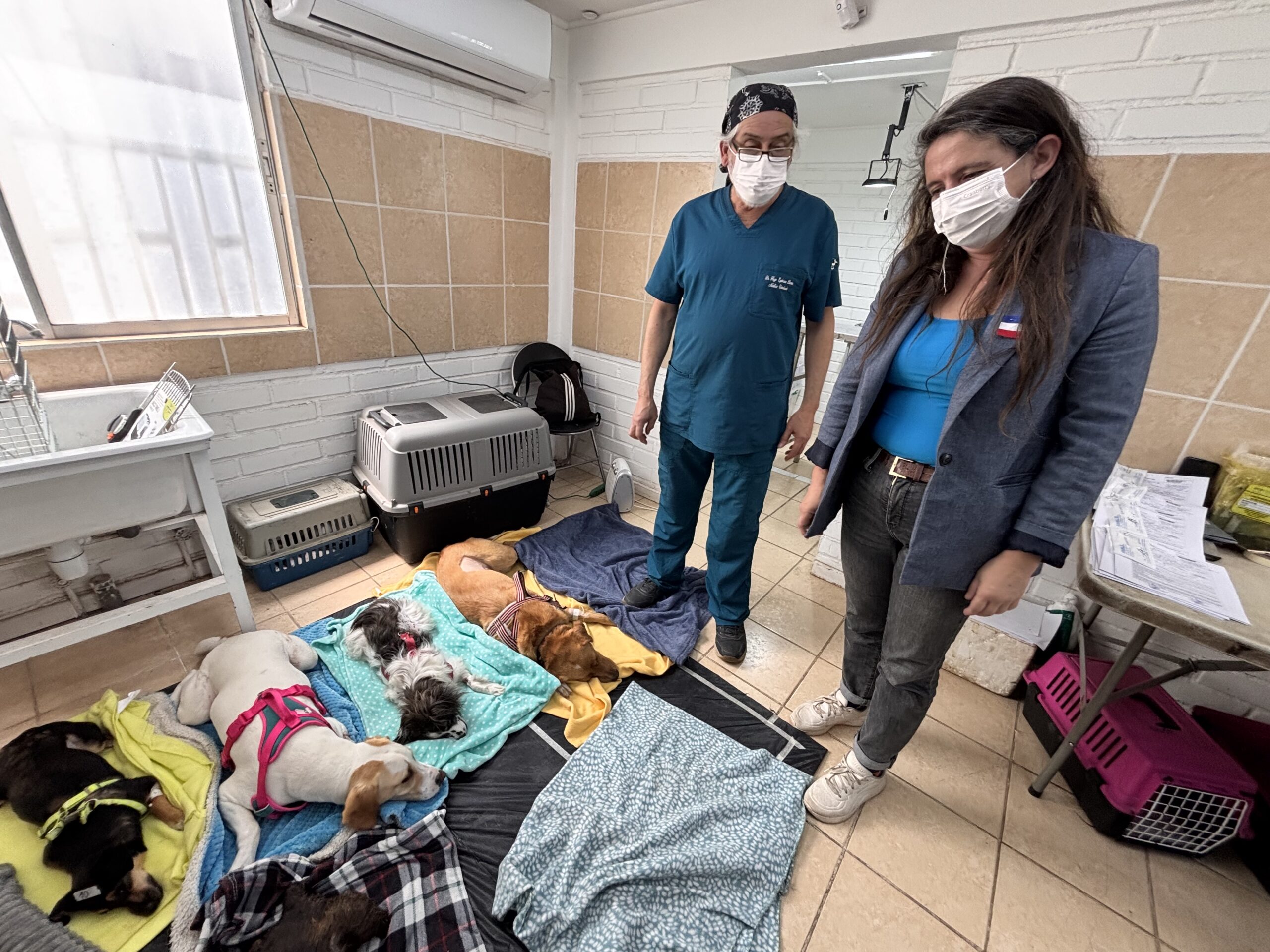 CALLE LARGA: Comienzan las esterilizaciones de mil 500 mascotas en Calle Larga gracias a proyecto financiado por SUBDERE
