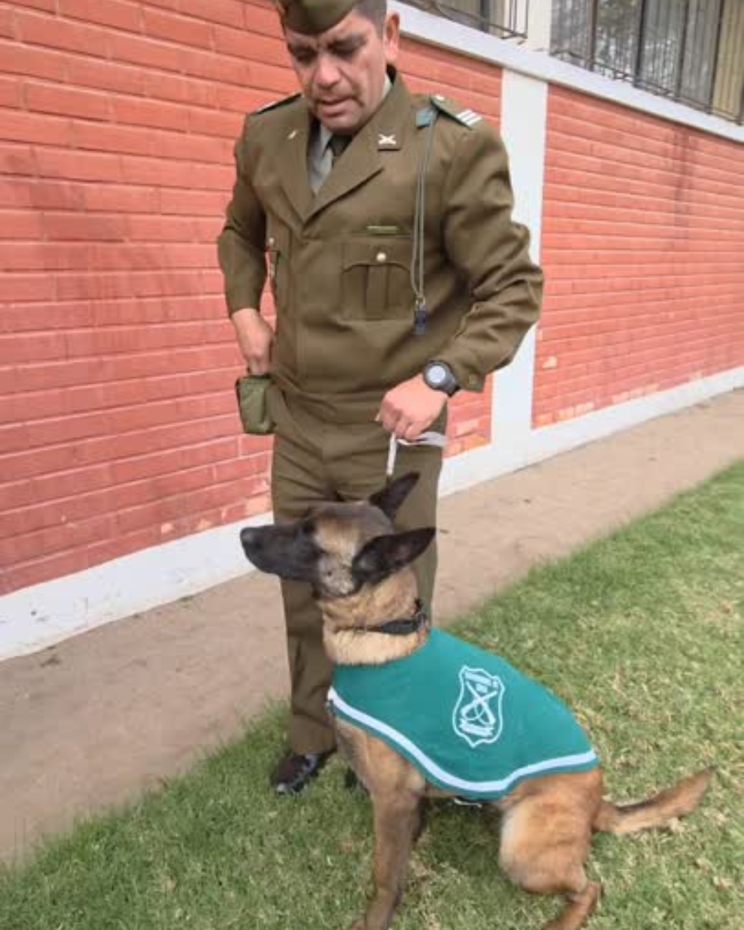 LLAY LLAY: [VIDEO] Perros policiales sorprendieron a estudiantes de tres escuelas de Llay Llay