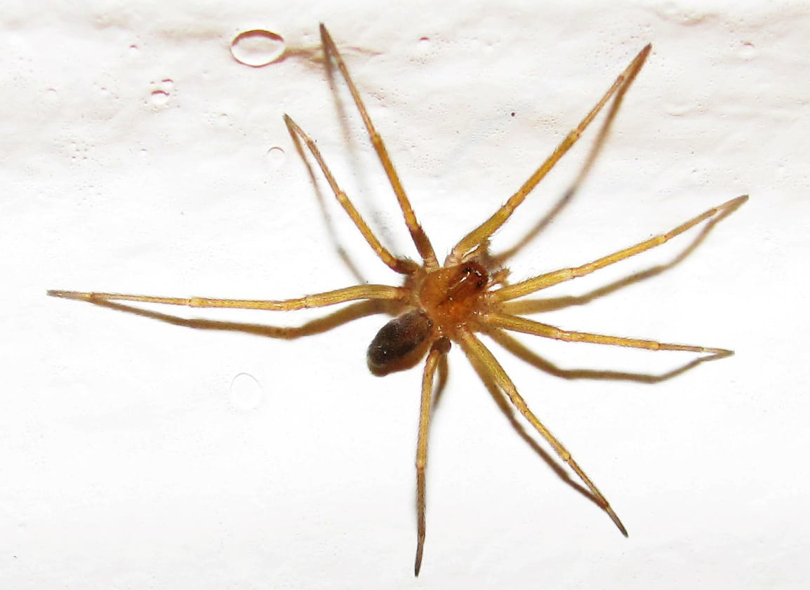 ACONCAGUA: Llega el calor y llega la araña de rincón: toma nota y previene