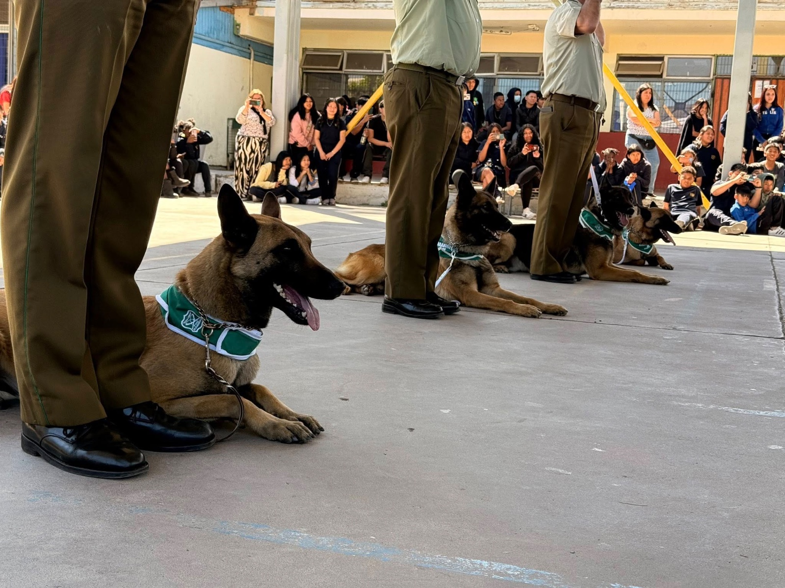 SAN FELIPE: Escuadrón Canino de Carabineros sorprende a estudiantes del Liceo San Felipe