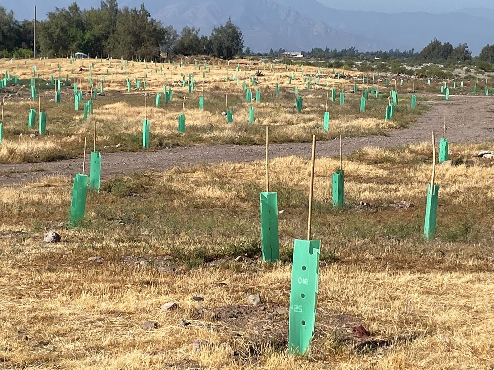PUTAENDO: Putaendo amplía sus áreas verdes con nuevo bosque nativo en el borde río