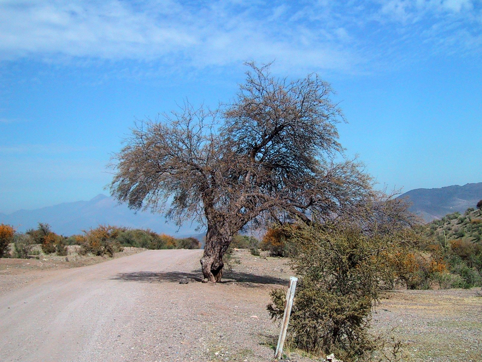SANTA MARÍA: El misterioso “Algarrobo Magnético” de santa maría: una leyenda viva en el Valle del Aconcagua